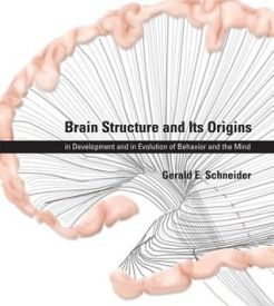 Brain Structure and Its Origins